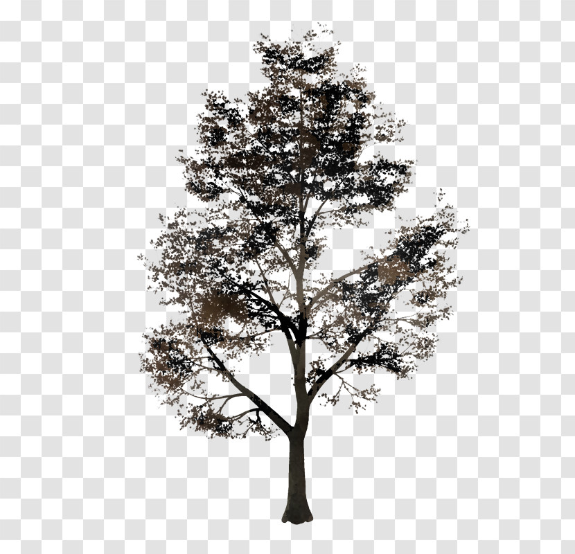 Tree Woody Plant Branch Plant White Pine Transparent PNG