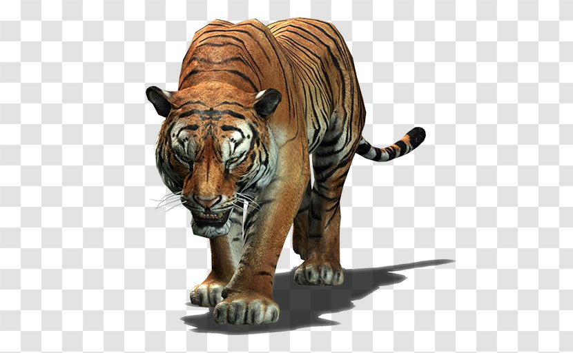Indochinese Tiger Big Cat Roar - Cartoon Transparent PNG