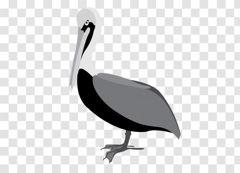 Bird Brown Pelican Beak Clip Art American White - Great Transparent PNG