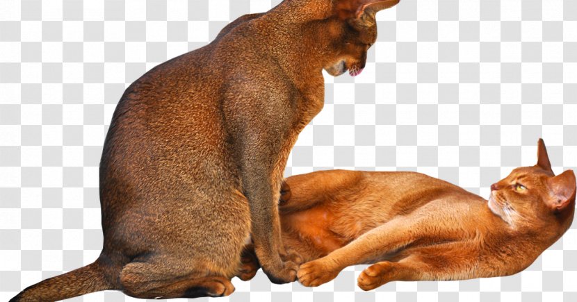Kitten Abyssinian Burmese Cat Chausie Breed - Snout Transparent PNG