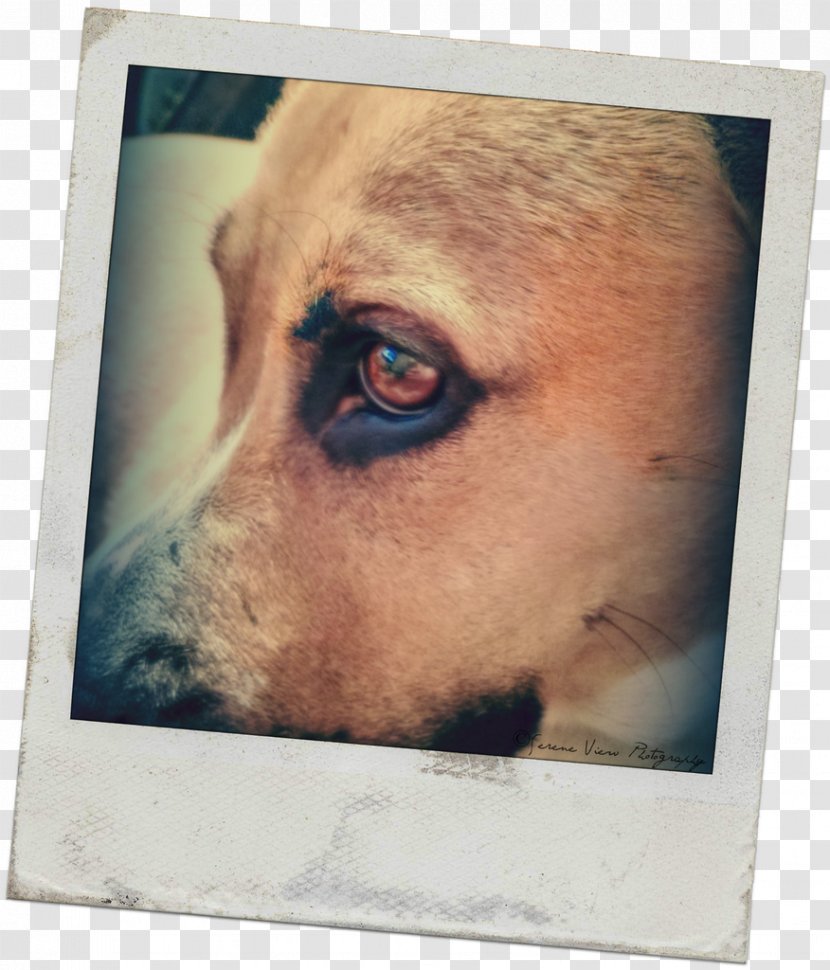 Dog Breed Puppy Snout - Nose - Polaroid Photo Frame Transparent PNG