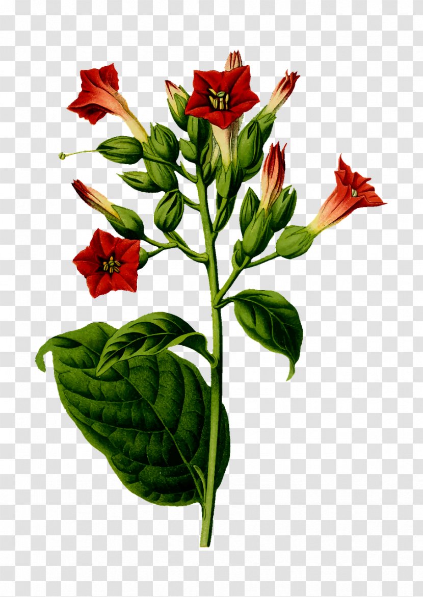 Nicotiana Tabacum Tobacco Plant Cigar - Flowering Transparent PNG