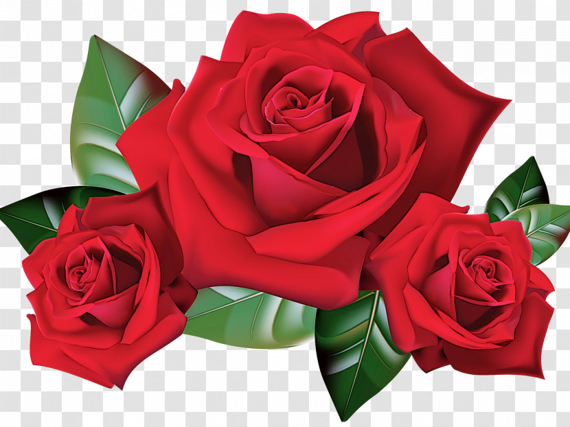 Garden Roses Transparent PNG