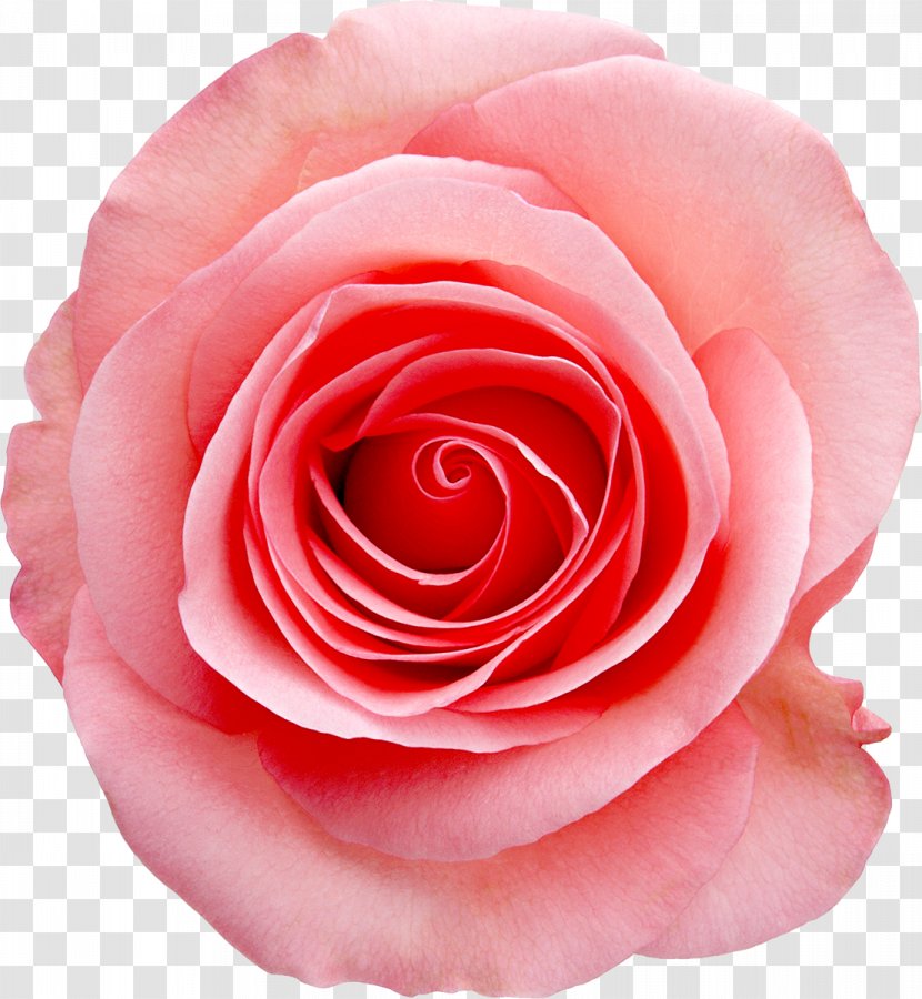 Rose Pink White Stock Photography - Close Up Transparent PNG