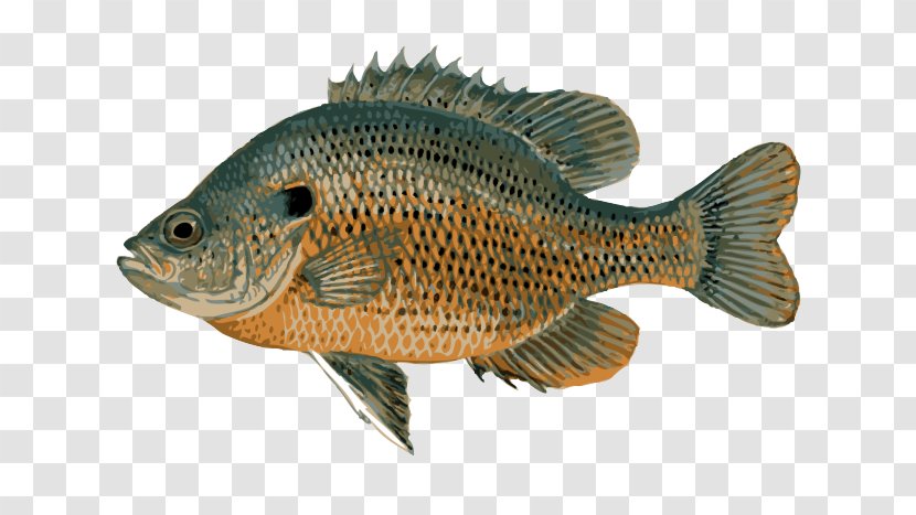 Bluegill Crappie Freshwater Fish Panfish Fishing Transparent PNG