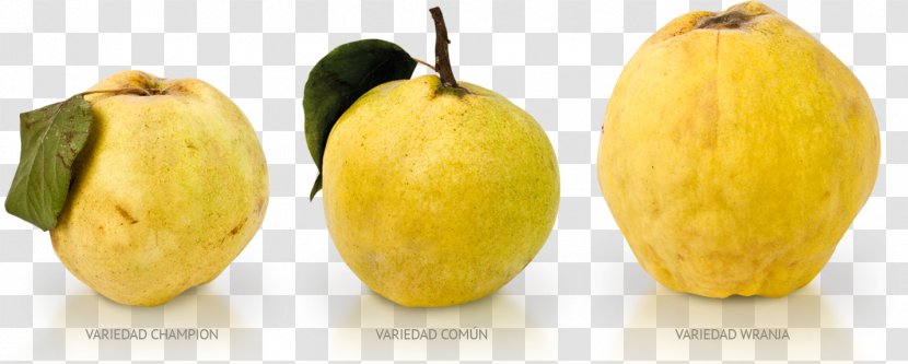 Marmalade Fruit Quince Cheese Food - Summer Squash - Star Shape Transparent PNG