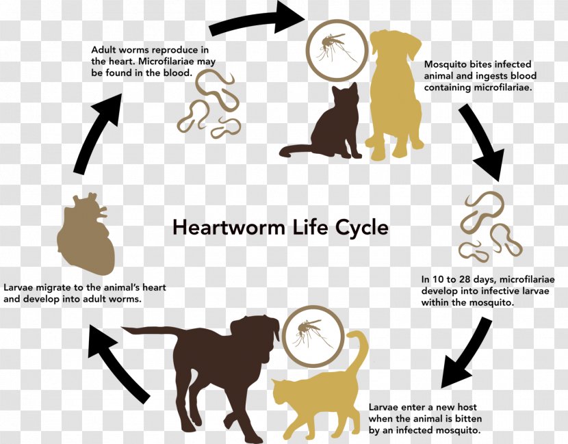Labrador Retriever Cat Heartworm Mosquito Biological Life Cycle - Disease Transparent PNG