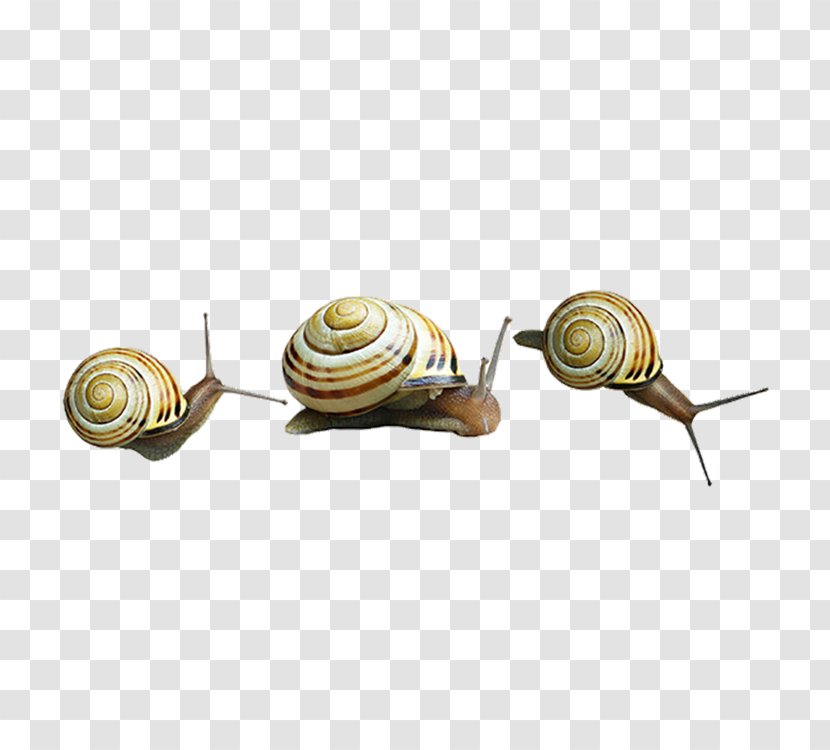Snail Clip Art - Deviantart - Snails Transparent PNG