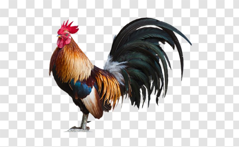 Plymouth Rock Chicken Leghorn Rooster - Beak - Coq Transparent PNG