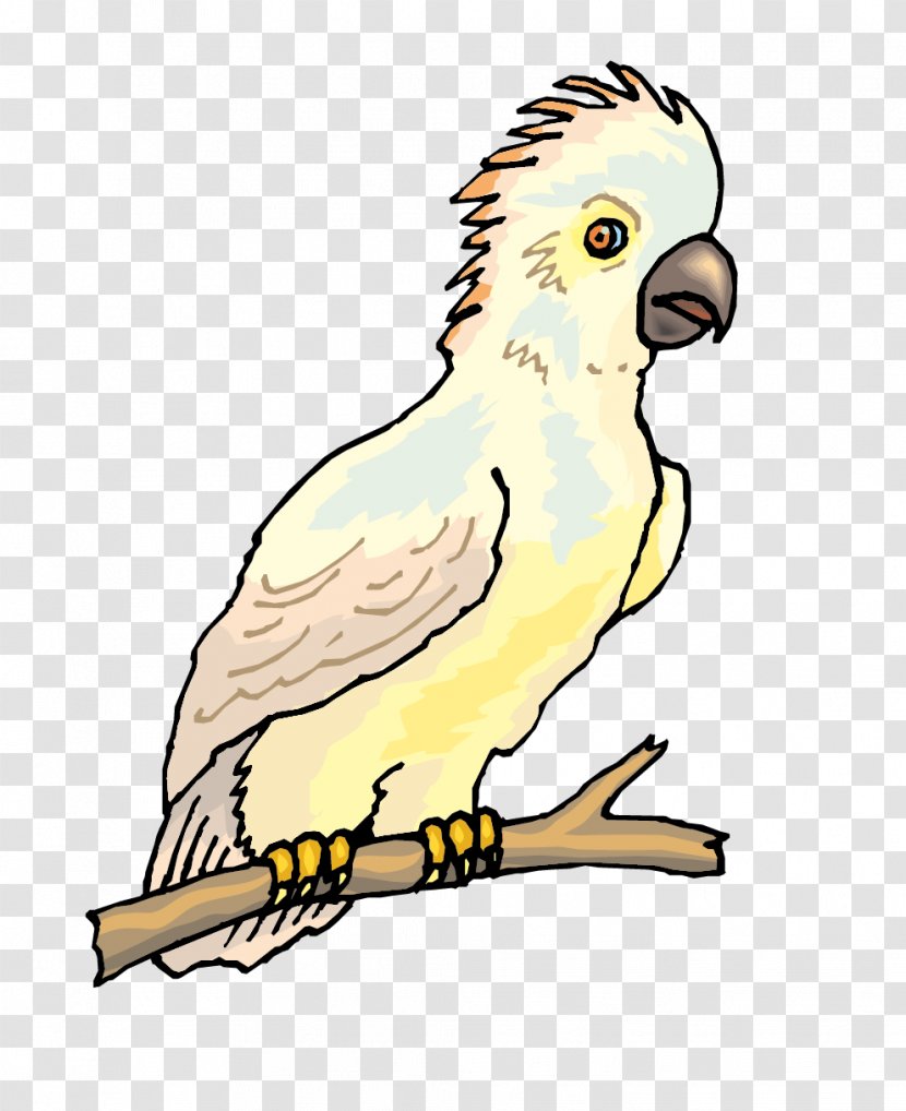Budgerigar Bird Cockatoo Parakeet Illustration - Feather - Vector Parrot Color Material Transparent PNG