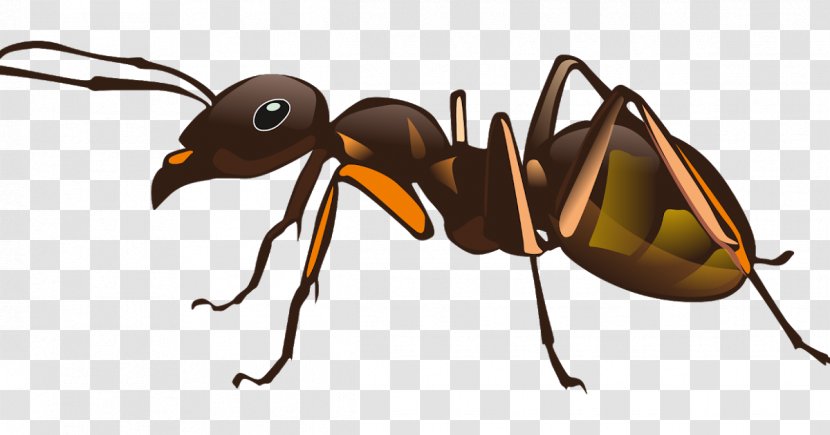 Ant Insect One Hour Pest Control Image Transparent PNG