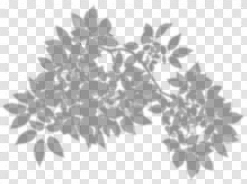 Coffee Bean Belt Coffea Shadow - Branch Transparent PNG