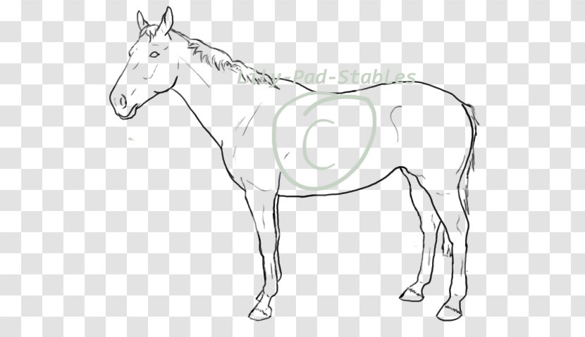 Mule Foal Mustang Colt Rein - Lily Pad Transparent PNG