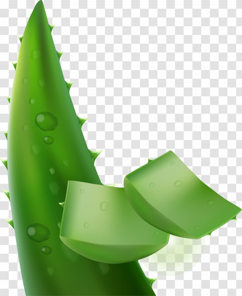 Aloe Vera Leaf - Green - Texture Material Transparent PNG