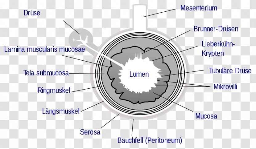 Gastrointestinal Tract Wall Small Intestine Lumen Large - Heart - Tree Transparent PNG