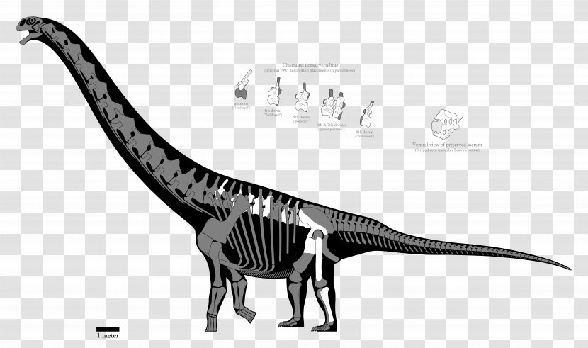 Argentinosaurus Brachiosaurus Futalognkosaurus Late Cretaceous Huincul Formation - Dinosaur Transparent PNG
