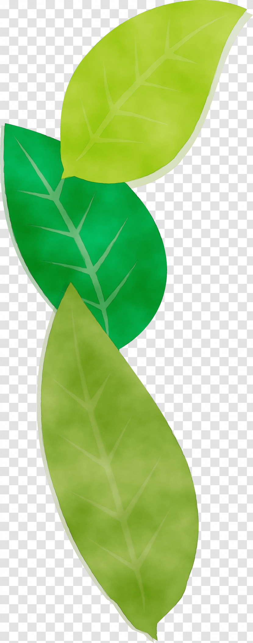 Banana Leaf Transparent PNG