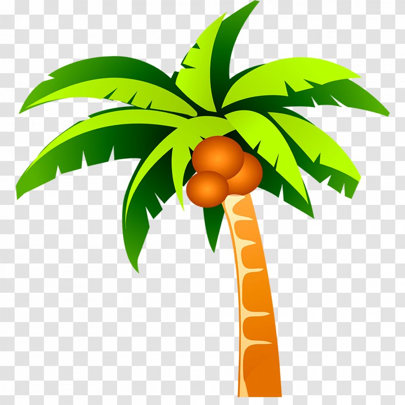 Coconut Tree - Google Images - Plant Transparent PNG