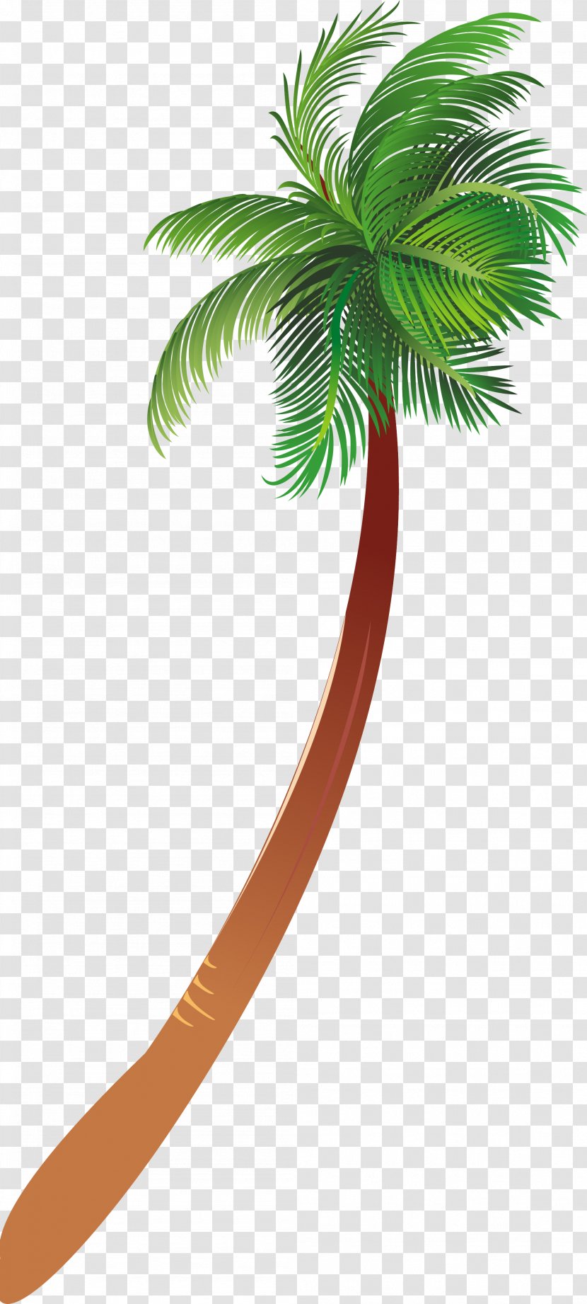 Arecaceae Woody Plant Tree - Drawing - Palms Transparent PNG