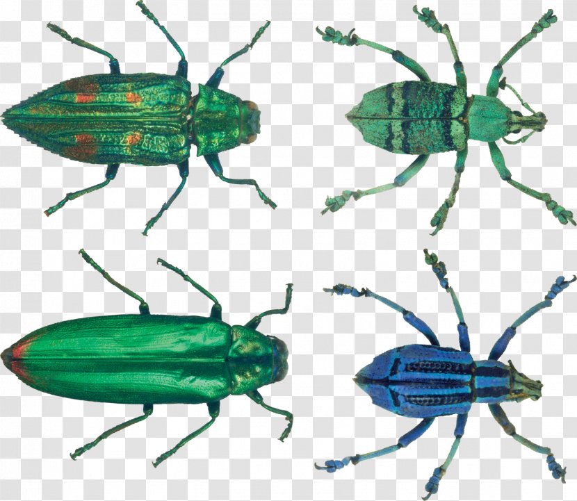 Beetle Transparency And Translucency - Scarabs Transparent PNG