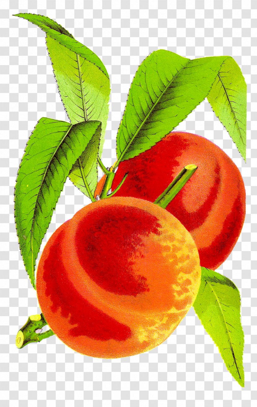 Cobbler Peach Fruit Clip Art - Superfood - Cliparts Transparent PNG
