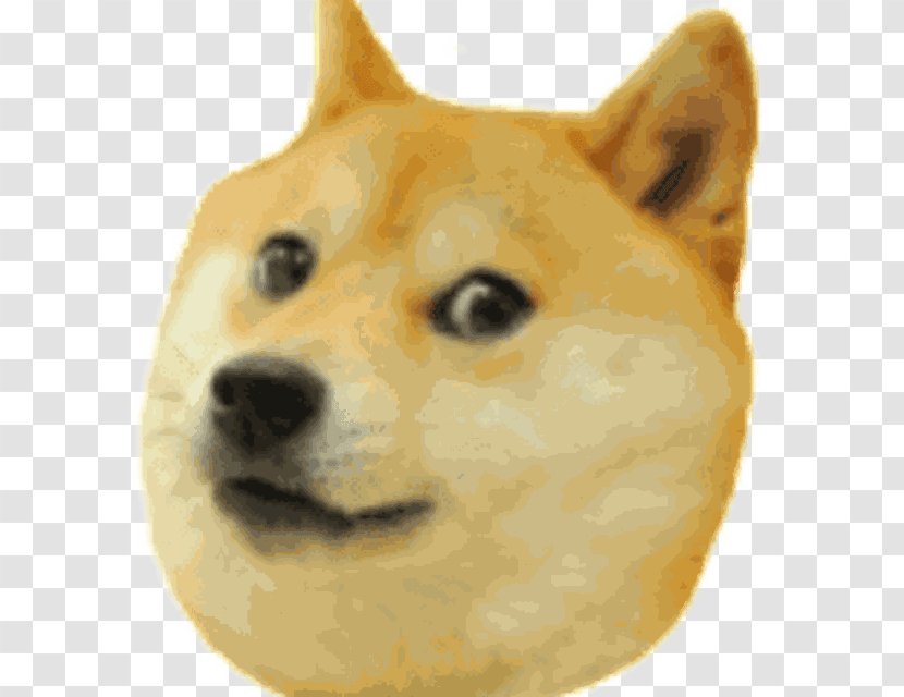 Shiba Inu Doge Run Hokkaido Dog - Like Mammal - Finnish Spitz Transparent PNG