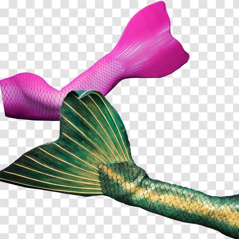 Mermaid Merman Monofin Tail Perth Transparent PNG
