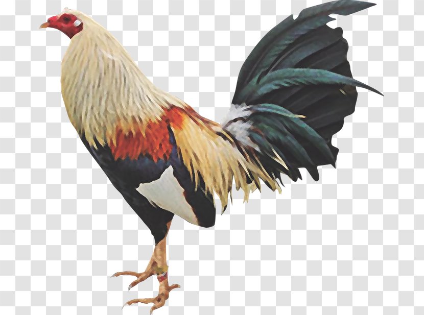 Chicken Gamecock Rooster Cockfight Fowl - Phasianidae - Hd Popcorn 22 0 1 Transparent PNG