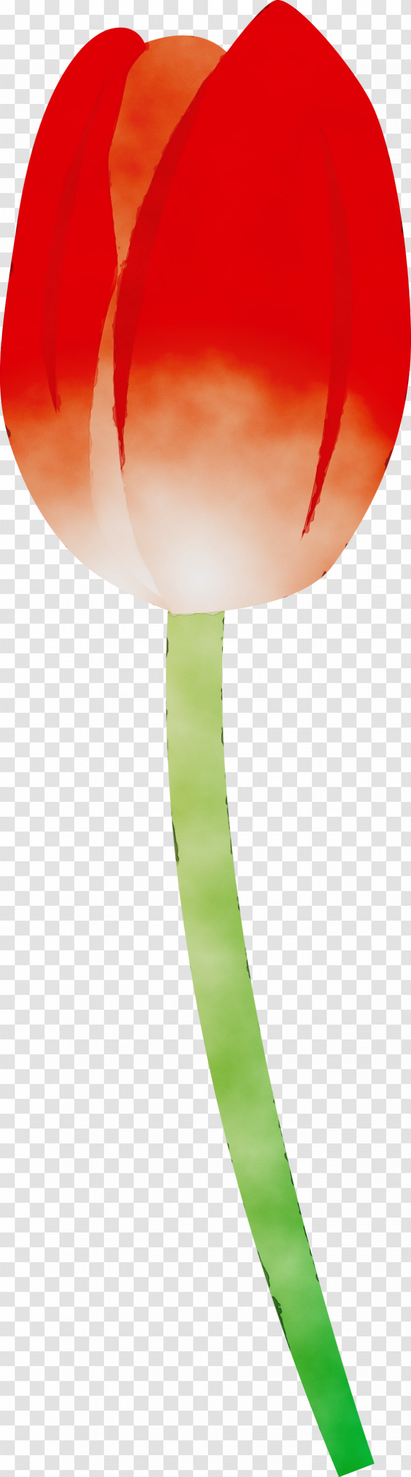 Tulip Lily Family Plant Flower Transparent PNG