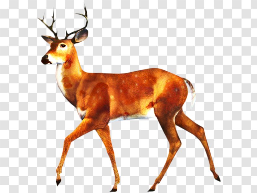 Stock Illustration White-tailed Deer Photography - Art - Logo Transparent PNG