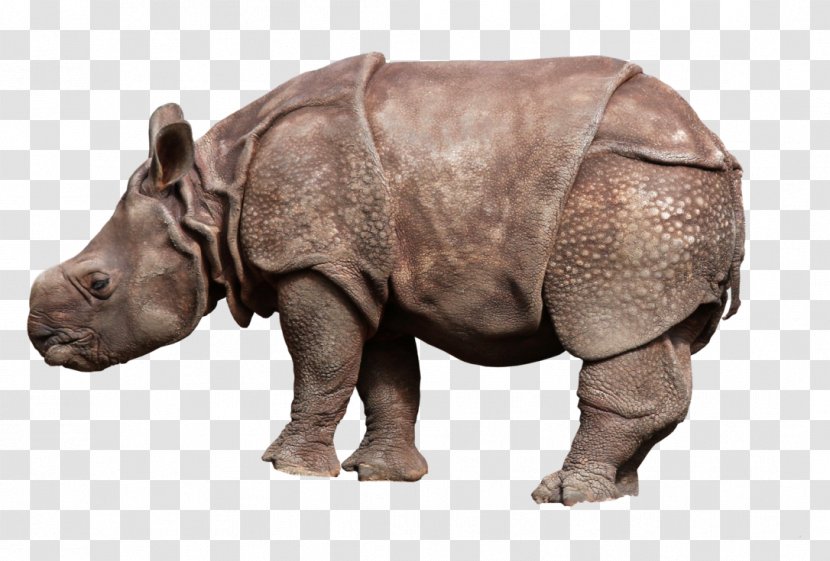 Rhinoceros African Rhino Clip Art - Horn Transparent PNG