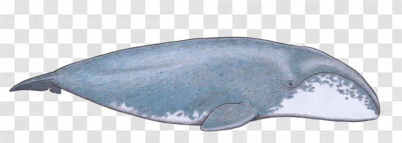 Dolphin Porpoise Marine Biology Cetaceans - Mammal - Bowhead Whale Transparent PNG