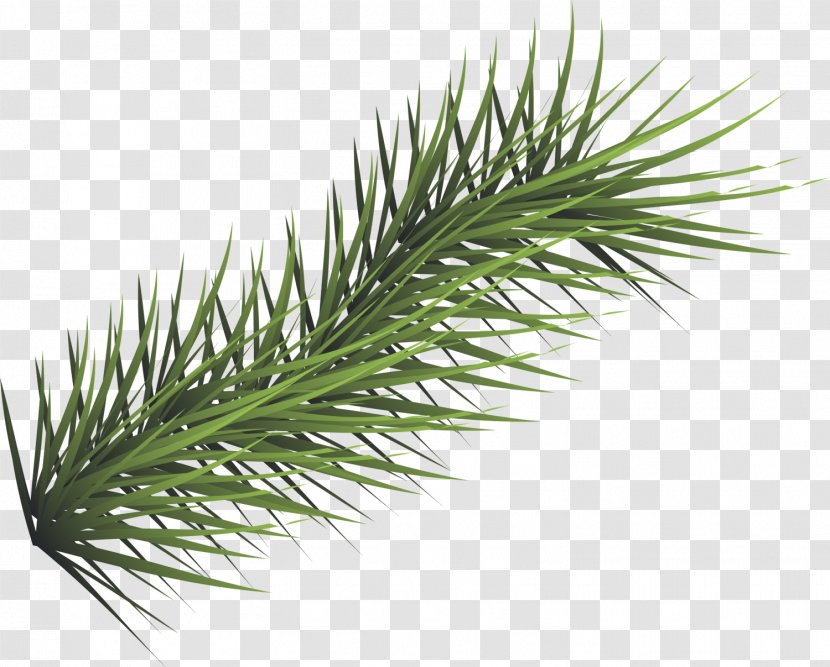 Green Download - Drawing - Concise Grass Transparent PNG