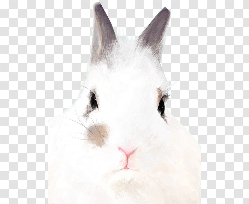 Domestic Rabbit Hare Whiskers Fur - Fauna - Meticulous Transparent PNG