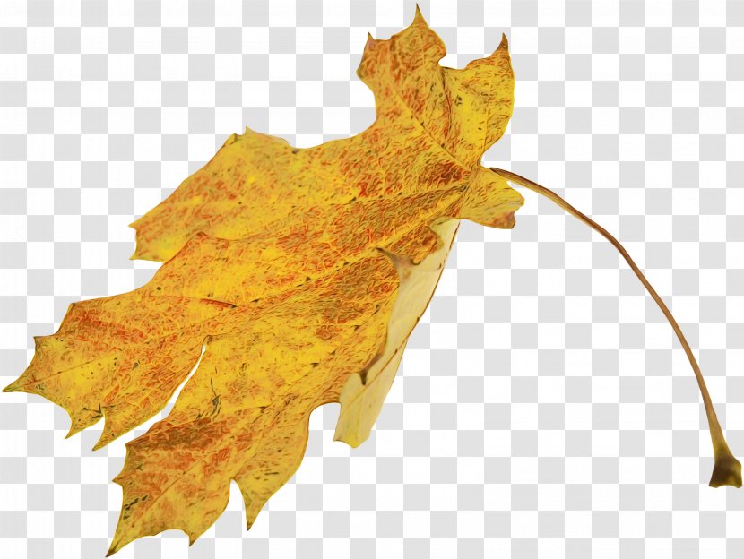 Maple Leaf - Autumn - Deciduous Transparent PNG