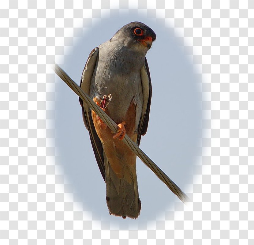 Red-footed Falcon Amur Falconiformes Wing Beak - White - Species Transparent PNG