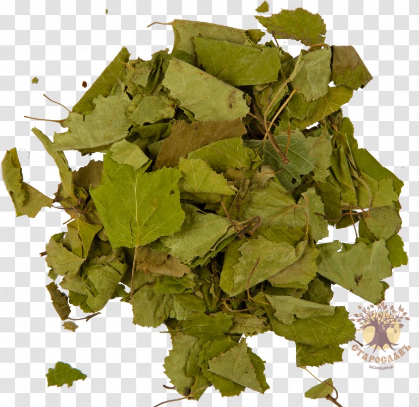 Birch Bark Leaf Tree - Elderberry Transparent PNG