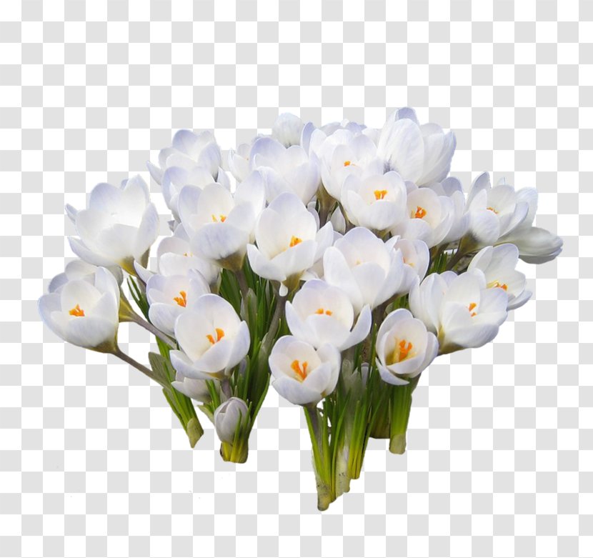 International Women's Day Holiday 8 March Snowdrop Woman - Floristry - Crocuses Transparent PNG