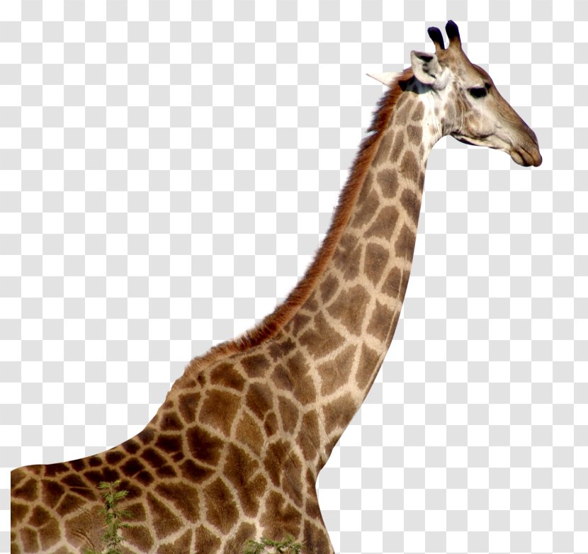 Giraffe Image Clip Art Desktop Wallpaper - Animal - Jafar Dl Transparent PNG