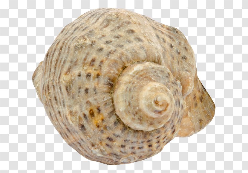 Sea Snail Seashell Caracol Mussel - Clams Oysters Mussels And Scallops Transparent PNG