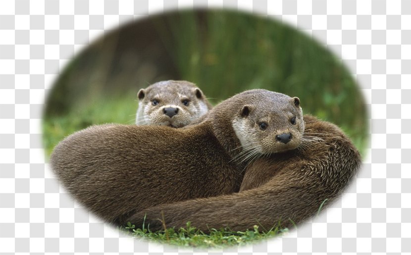 Sea Otter North American River Eurasian Cameroon Clawless Giant - Fauna - Otters Transparent PNG