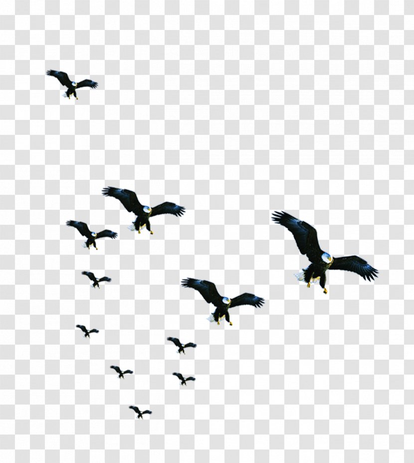 Bird Resource Business - Beautiful Flock Of Birds Transparent PNG