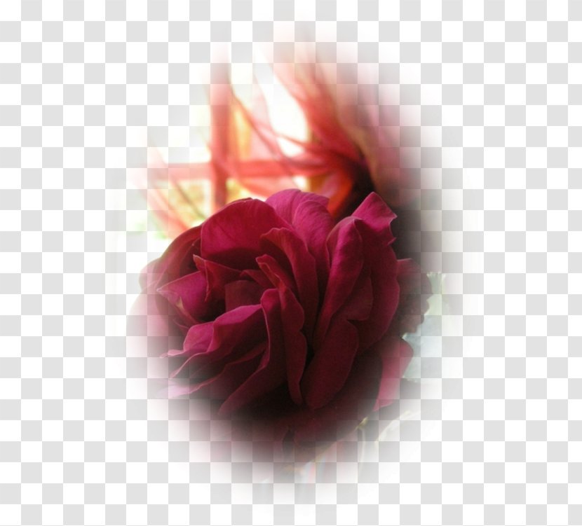 Garden Roses Cabbage Rose Petal Desktop Wallpaper - Computer - Pas De Deux Transparent PNG