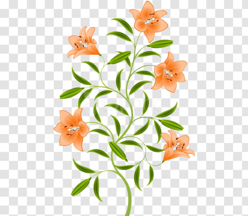 Easter Lily Background - Orange Daylily - Wildflower Plant Stem Transparent PNG