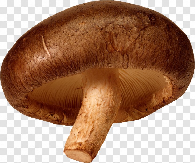 Common Mushroom - Image Transparent PNG