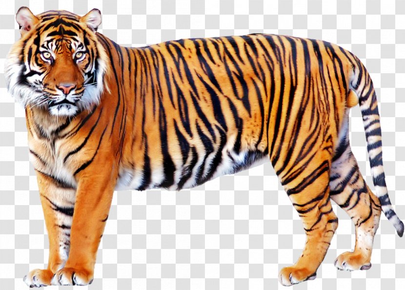 Tiger Lion - Wildlife Transparent PNG