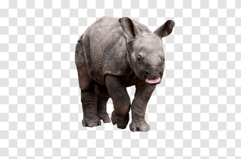 Rhinoceros Rhino! Clip Art Horn - Rhino Transparent PNG