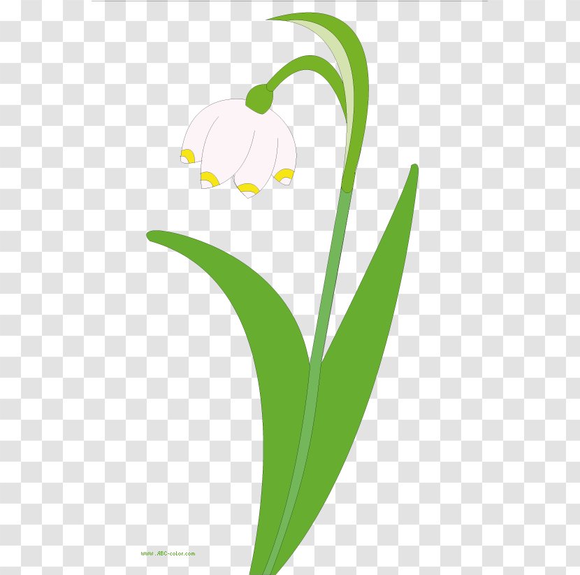 Raster Graphics Drawing Snowdrop Clip Art - Flowering Plant Transparent PNG