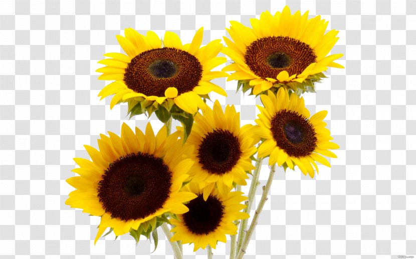 Common Sunflower Flower Bouquet Vase Transparent PNG