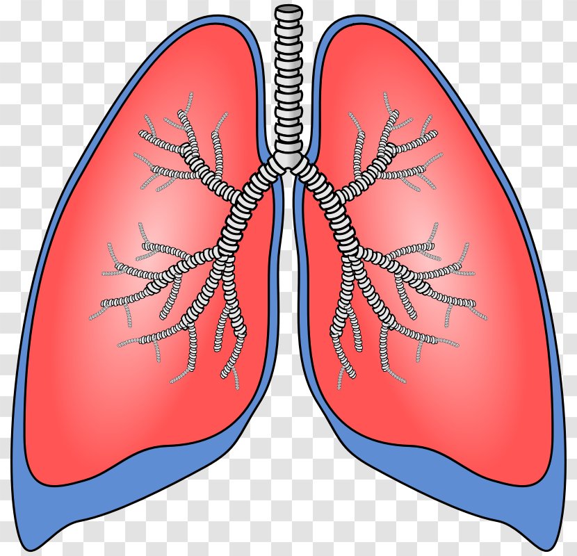 Lung Breathing Clip Art - Frame - Human Anatomy Cliparts Transparent PNG